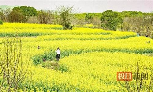 武汉森林公园油菜花在哪_武汉森林公园油菜花在哪里